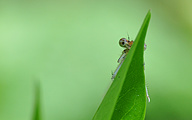 Blue Featherleg (female, Platycnemis pennipes)